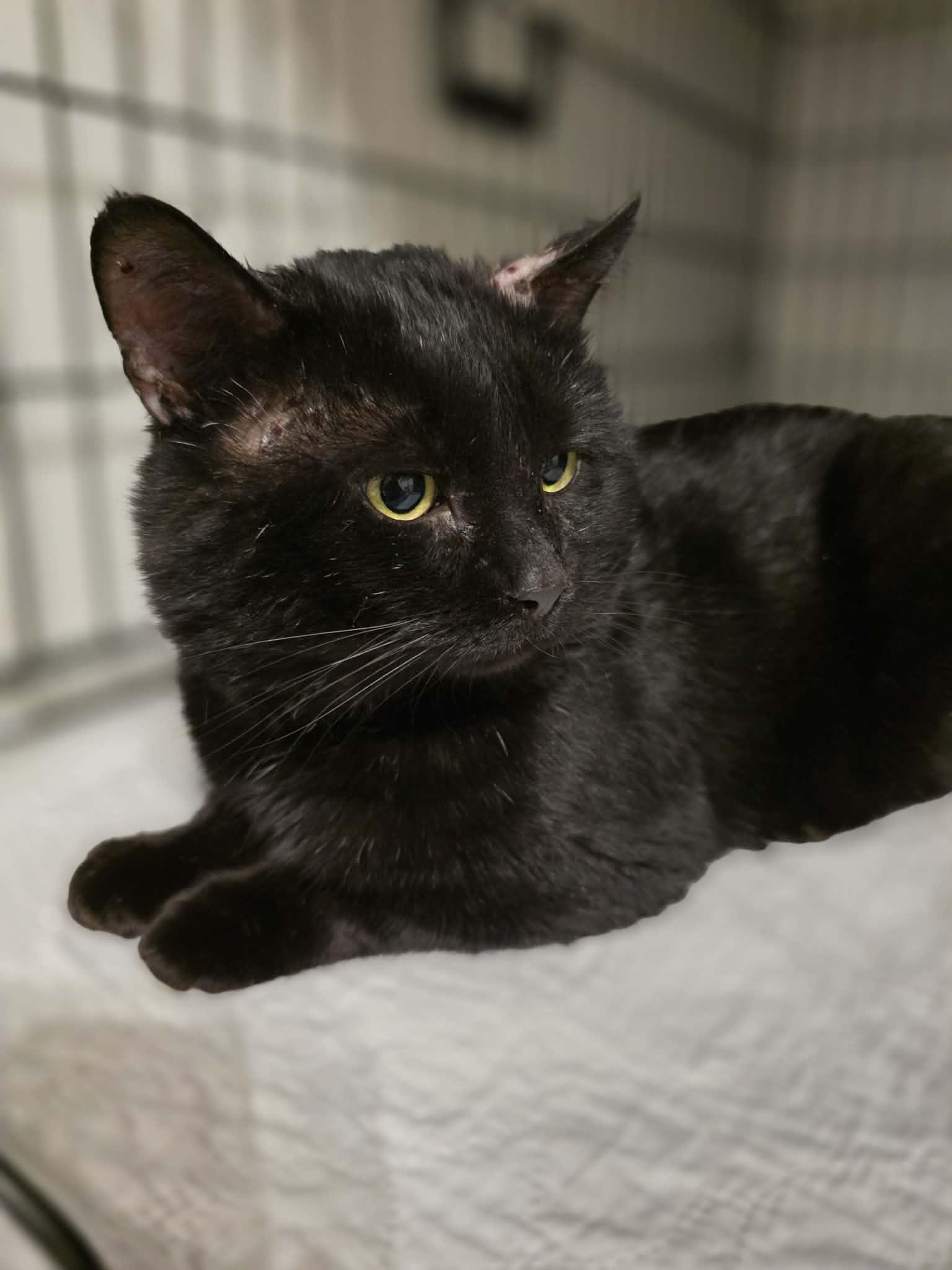 Enlarge Unix, a ADOPTABLE Domestic Short Hair in Terrebonne, QC image 4/6