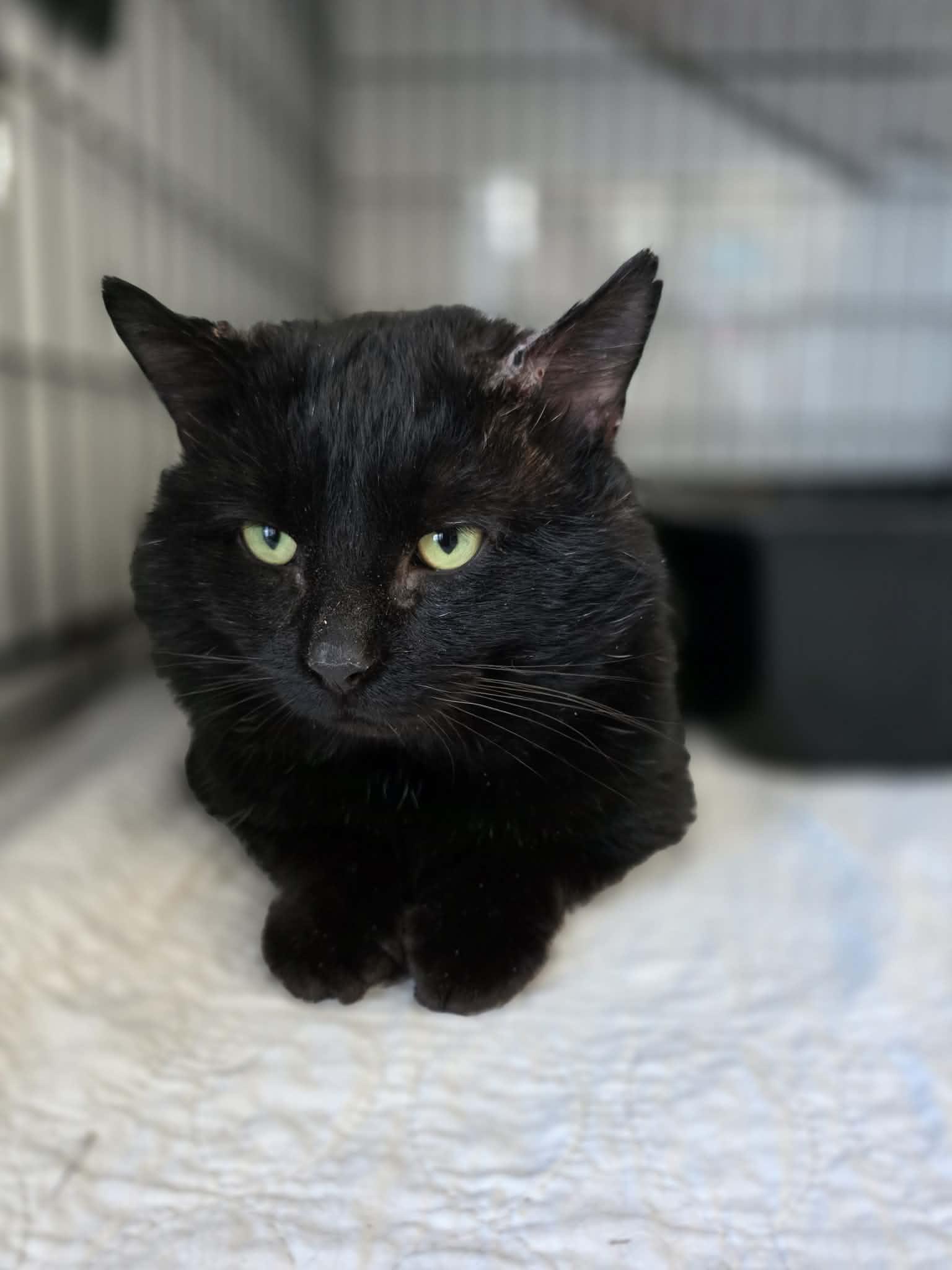 Enlarge Unix, a ADOPTABLE Domestic Short Hair in Terrebonne, QC image 5/6