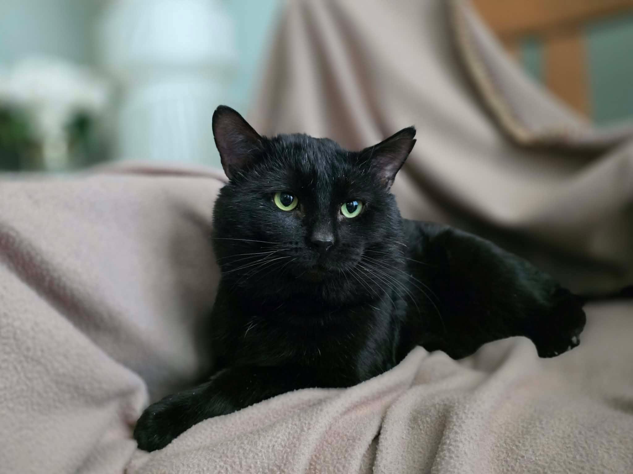 Enlarge Unix, a ADOPTABLE Domestic Short Hair in Terrebonne, QC image 4/6