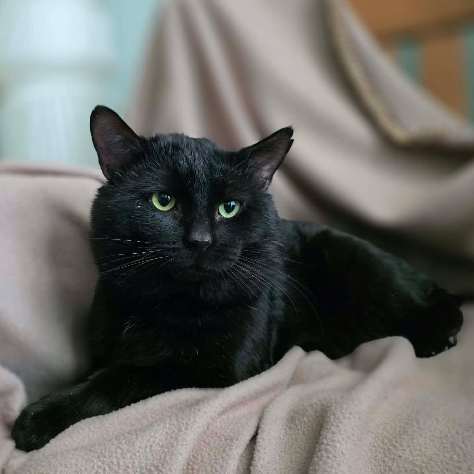 Unix, an adoptable Domestic Short Hair in Terrebonne, QC image 4/5