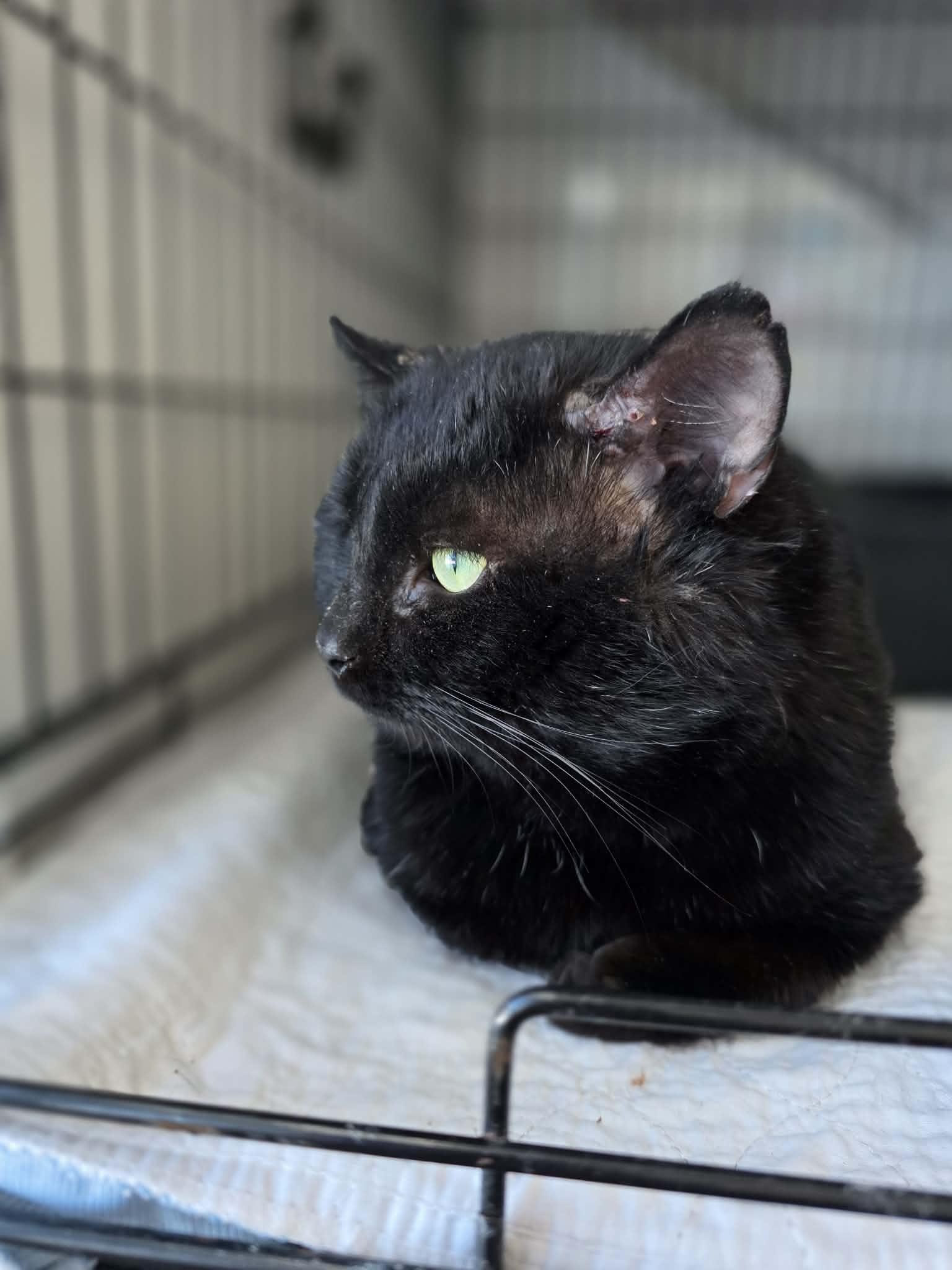 Enlarge Unix, a ADOPTABLE Domestic Short Hair in Terrebonne, QC image 3/6