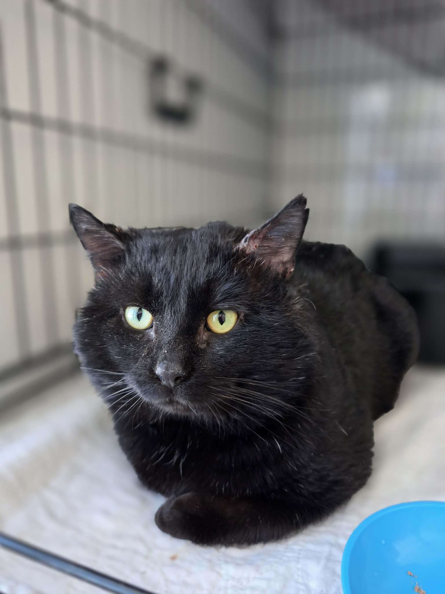 Enlarge Unix, a ADOPTABLE Domestic Short Hair in Terrebonne, QC image 1/6