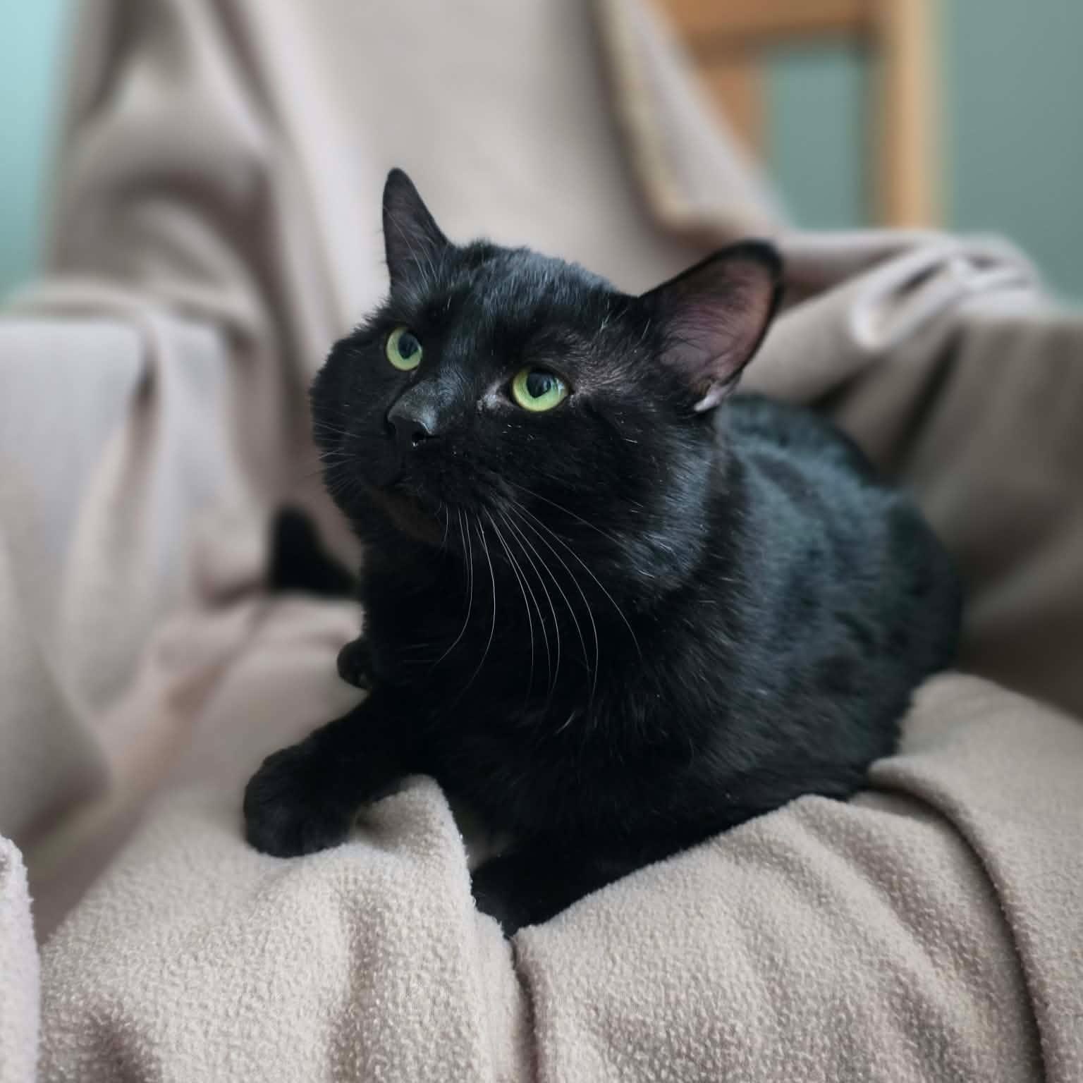 Unix, an adoptable Domestic Short Hair in Terrebonne, QC image 2/5