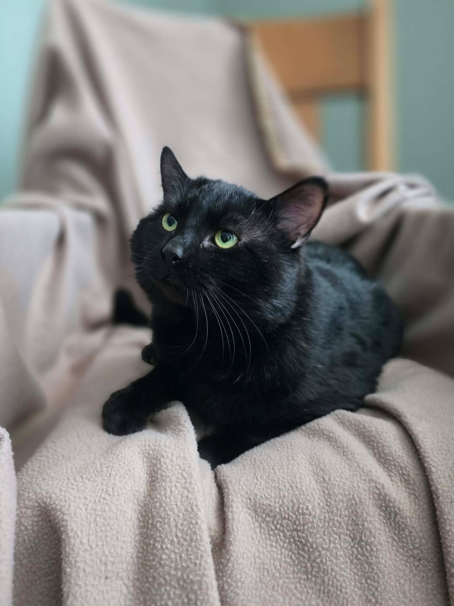 Enlarge Unix, a ADOPTABLE Domestic Short Hair in Terrebonne, QC image 2/6