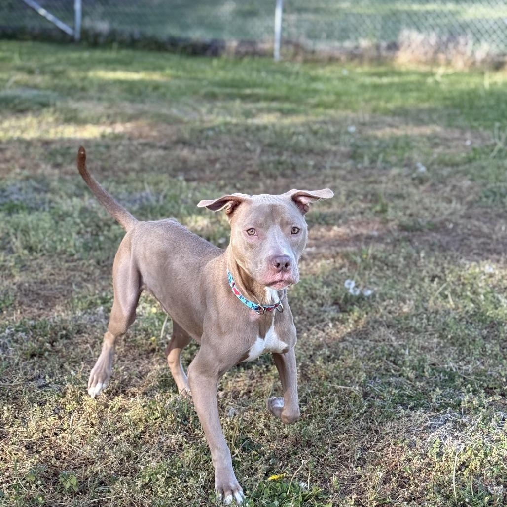 Enlarge Tazz, a Adoptable Pit Bull Terrier in Ridgely, MD image 1/6