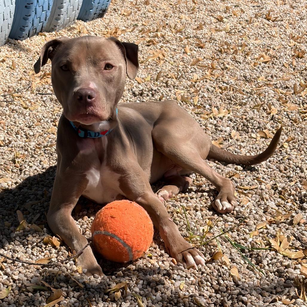 Enlarge Tazz, a Adoptable Pit Bull Terrier in Ridgely, MD image 3/6
