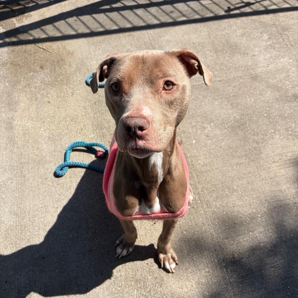 Enlarge Tazz, a Adoptable Pit Bull Terrier in Ridgely, MD image 6/6