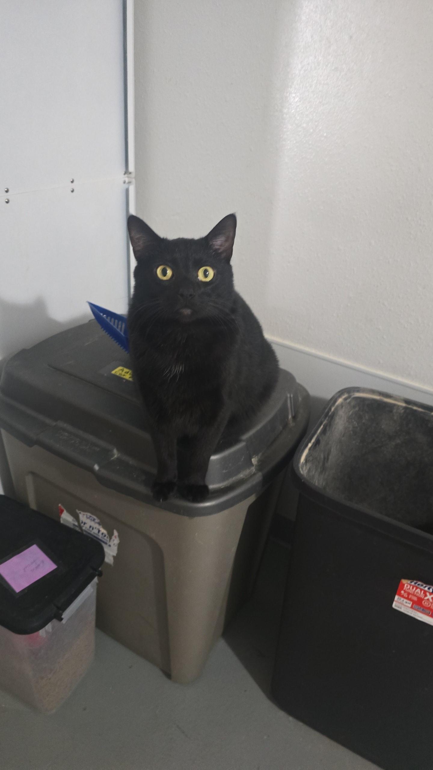 Rambo, Adoptable, Adult Male Domestic Short Hair.