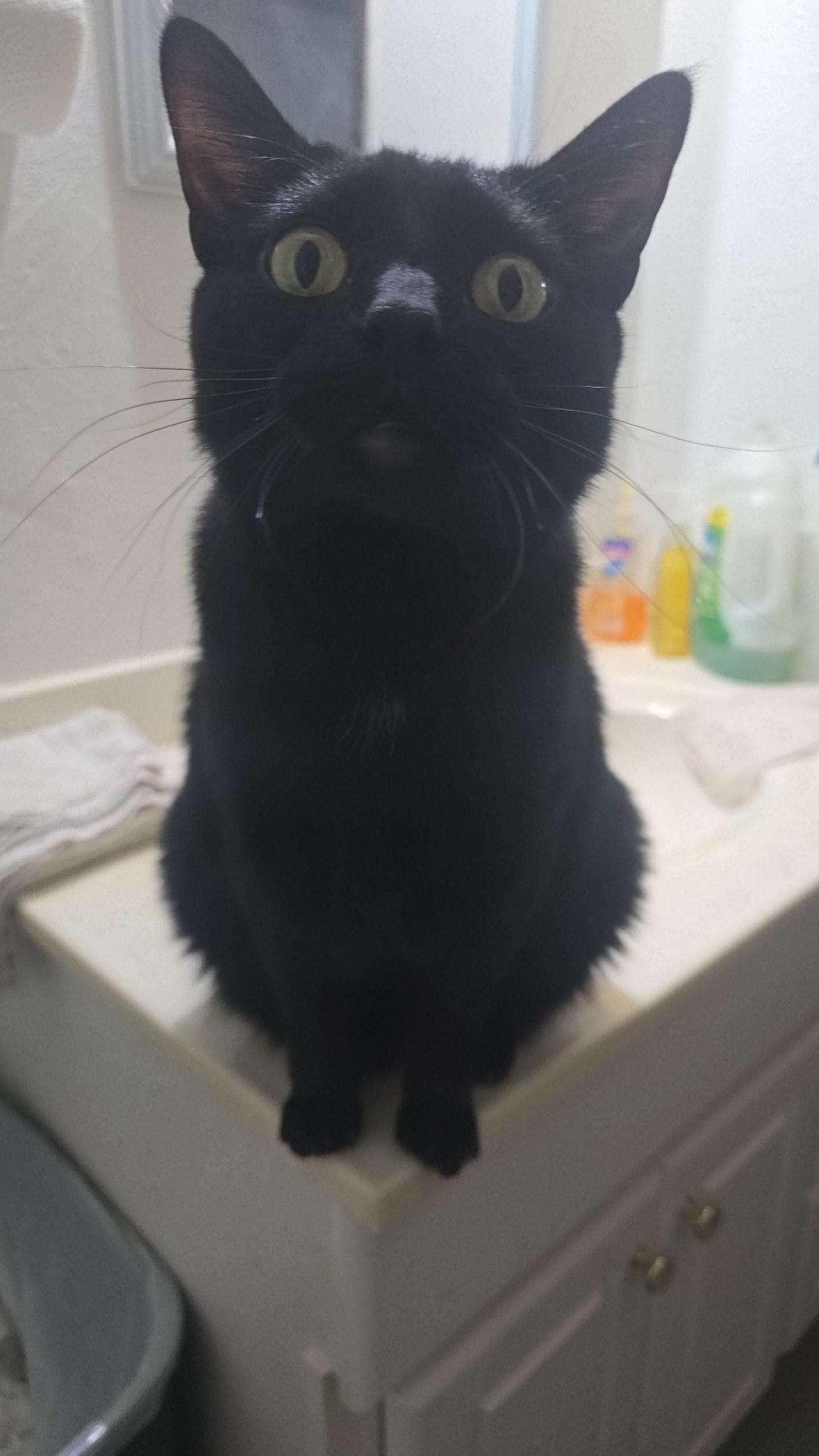 Rambo, a Adoptable Domestic Short Hair in Iowa Falls, IA image 2/2