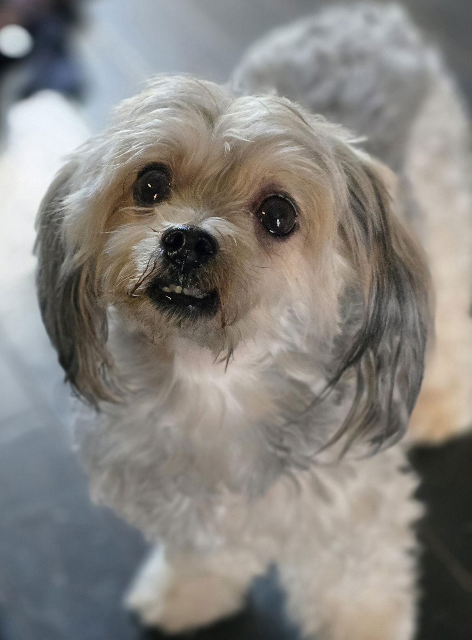 Enlarge Bailey, a Adoptable mixed breed in Social Circle, GA image 2/3