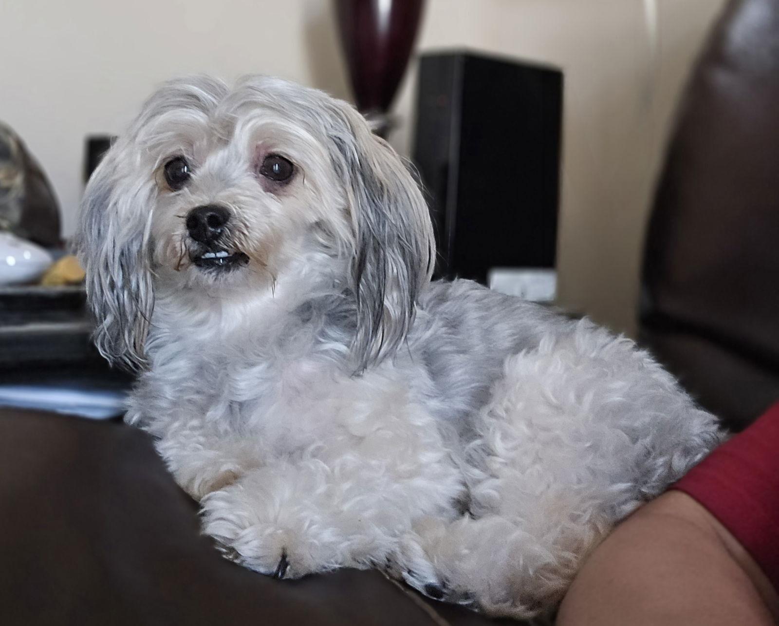 Enlarge Bailey, a Adoptable mixed breed in Social Circle, GA image 3/3