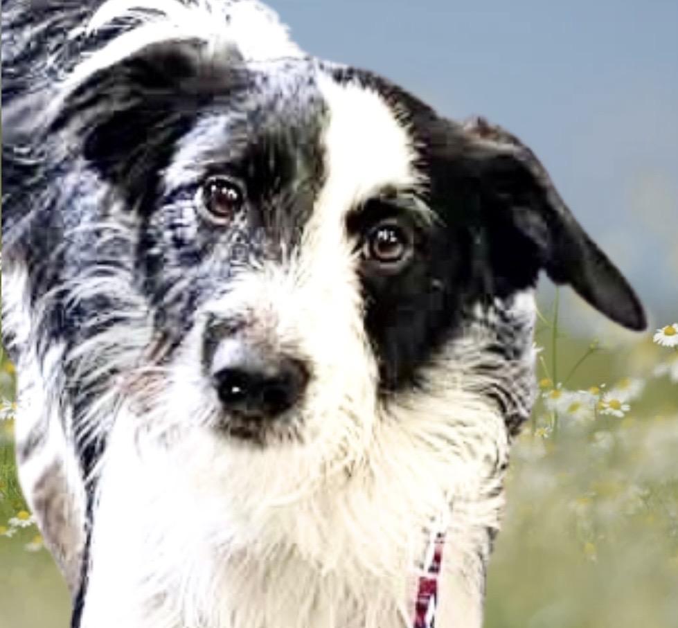 Rigby, a ADOPTABLE mixed breed in Westfield, NY image 1/5