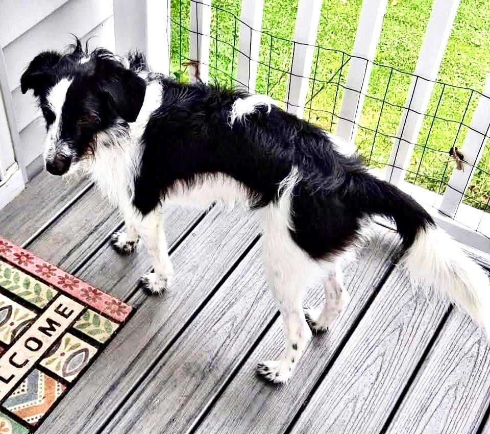 Rigby, a ADOPTABLE mixed breed in Westfield, NY image 5/5
