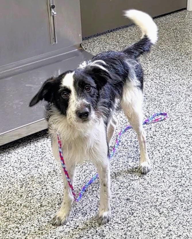 Rigby, a ADOPTABLE mixed breed in Westfield, NY image 4/5