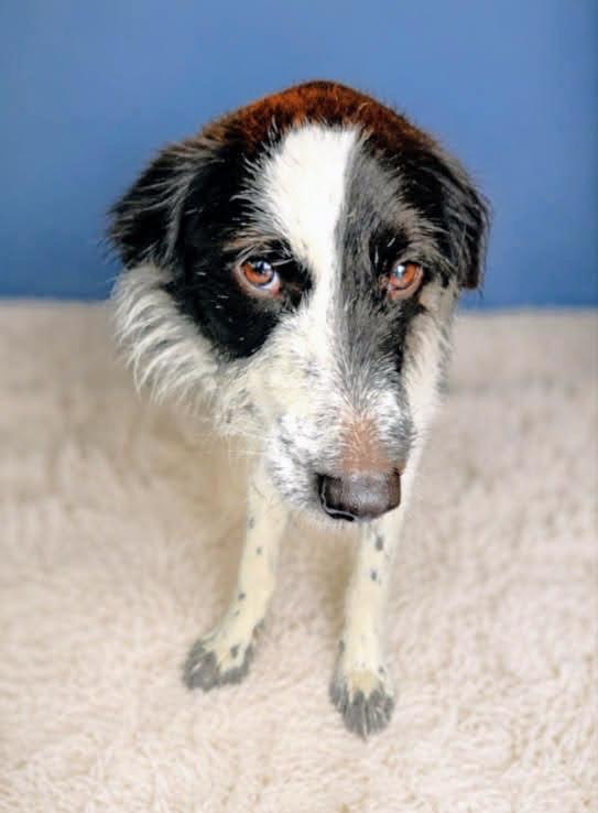 Rigby, a ADOPTABLE mixed breed in Westfield, NY image 3/5
