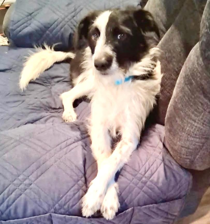 Rigby, a ADOPTABLE mixed breed in Westfield, NY image 2/5