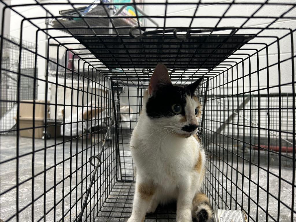 Jasmine, Adoptable, Young Female Domestic Short Hair.