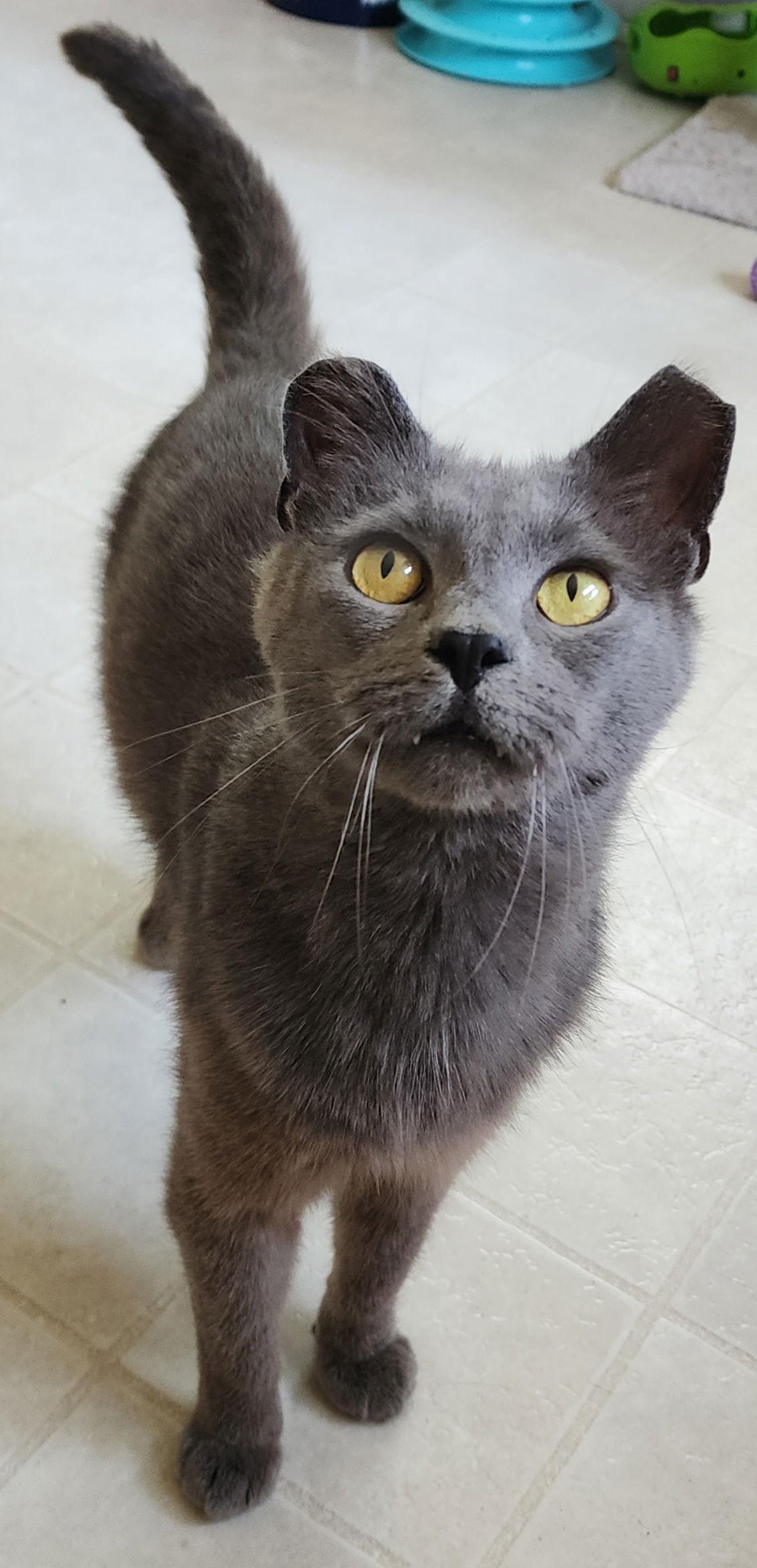 Sir Grey, a Adoptable Domestic Short Hair in Berkeley Springs, WV image 1/3