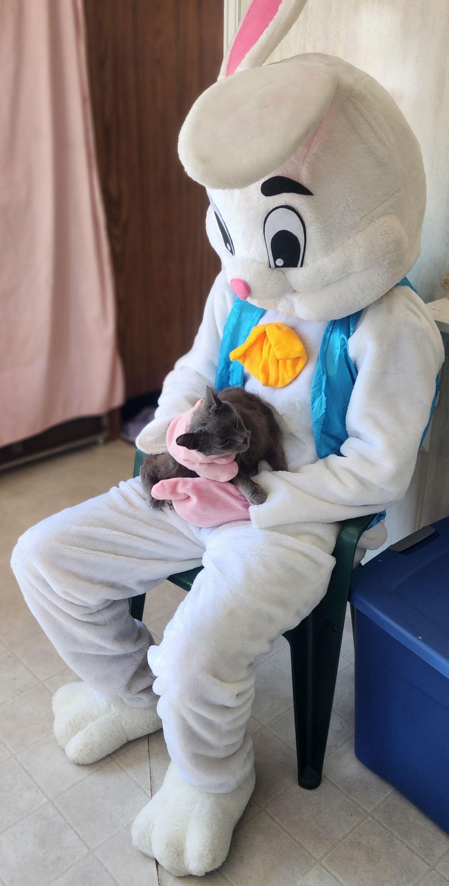 Sir Grey, a Adoptable Domestic Short Hair in Berkeley Springs, WV image 2/3