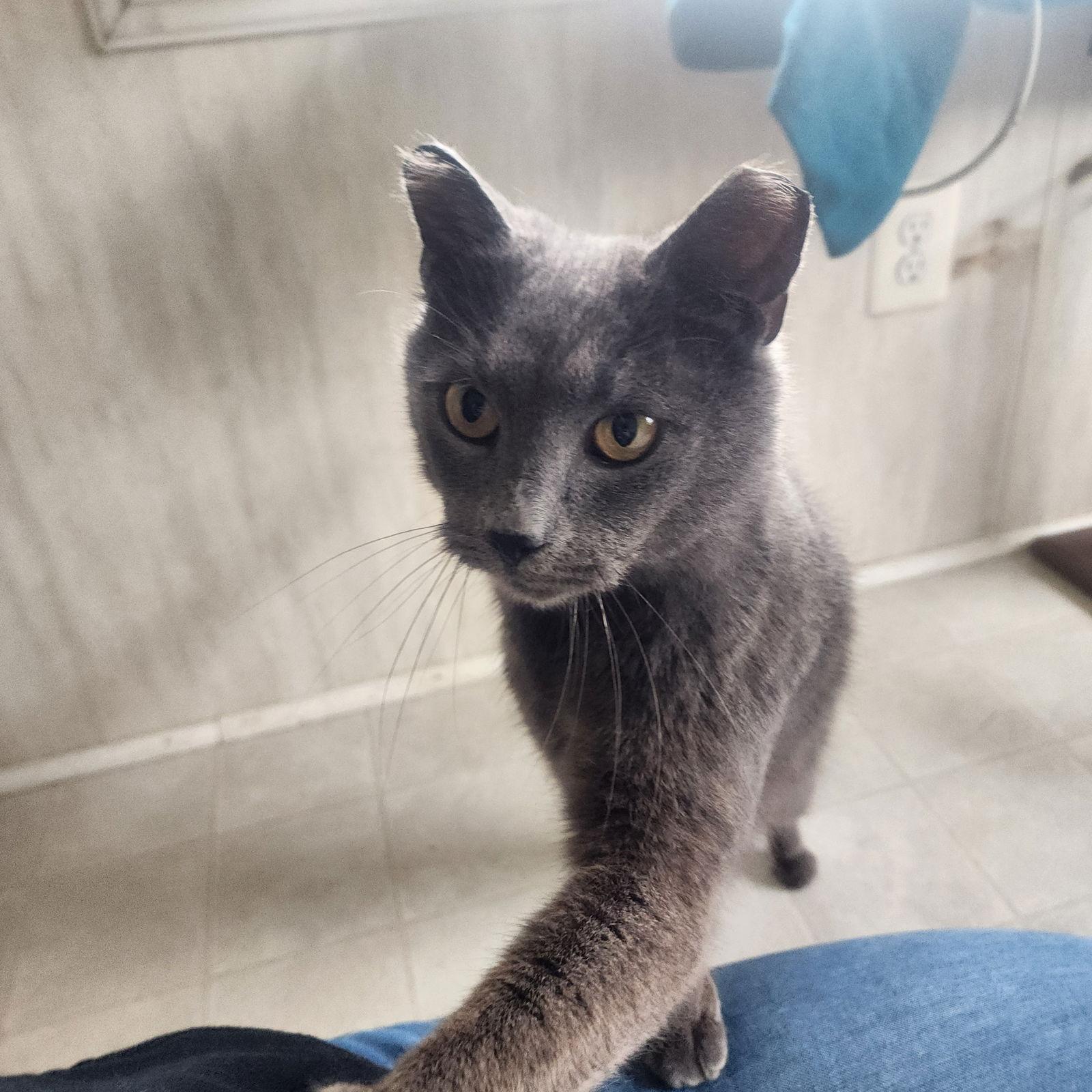 Sir Grey, a Adoptable Domestic Short Hair in Berkeley Springs, WV image 3/3