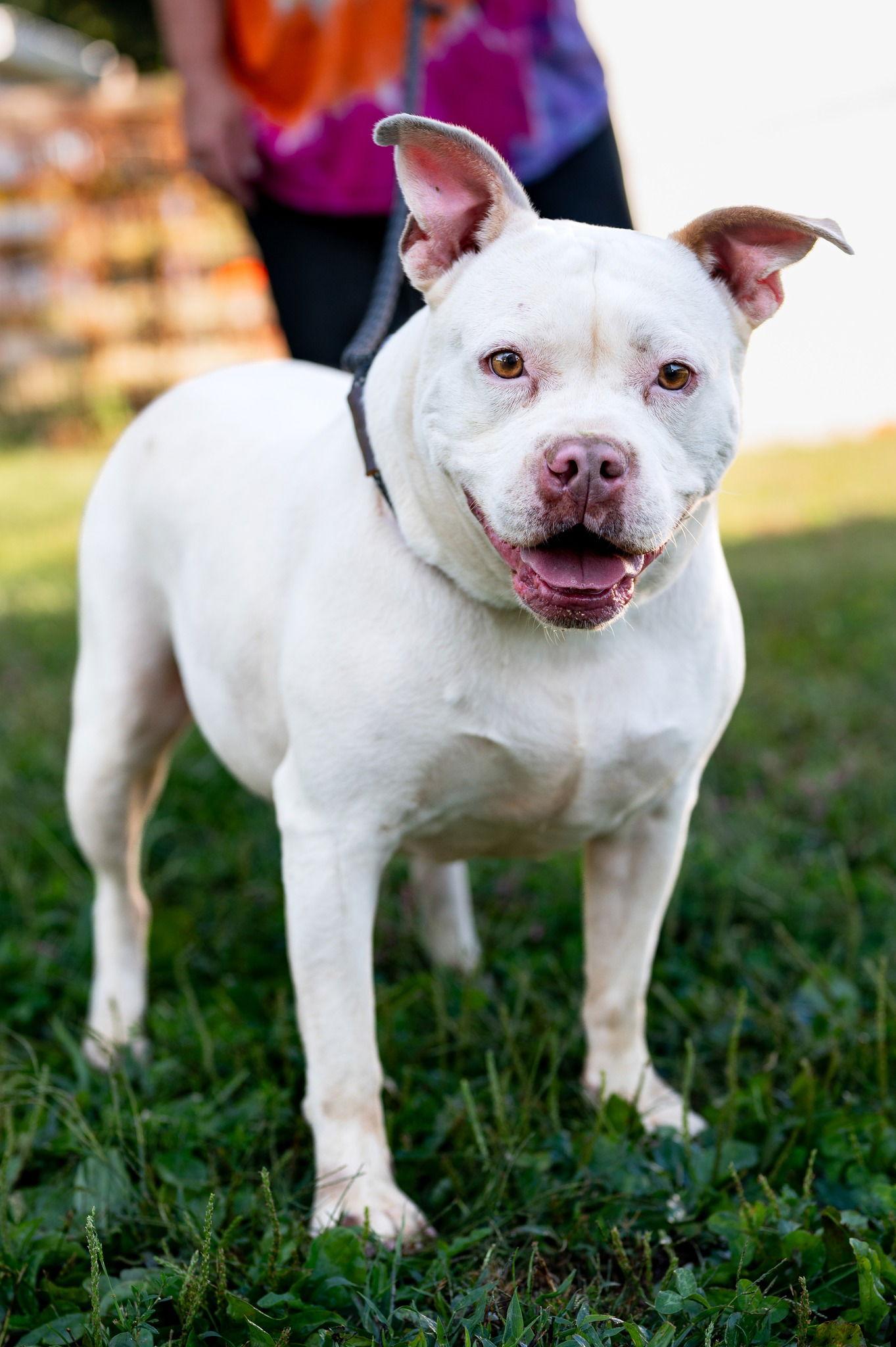 Allie, Adoptable, Adult Female Pit Bull Terrier.