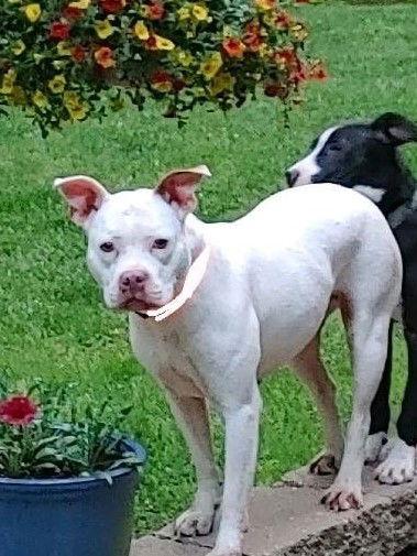 Enlarge Allie, a Adoptable Pit Bull Terrier in Poland, IN image 2/2