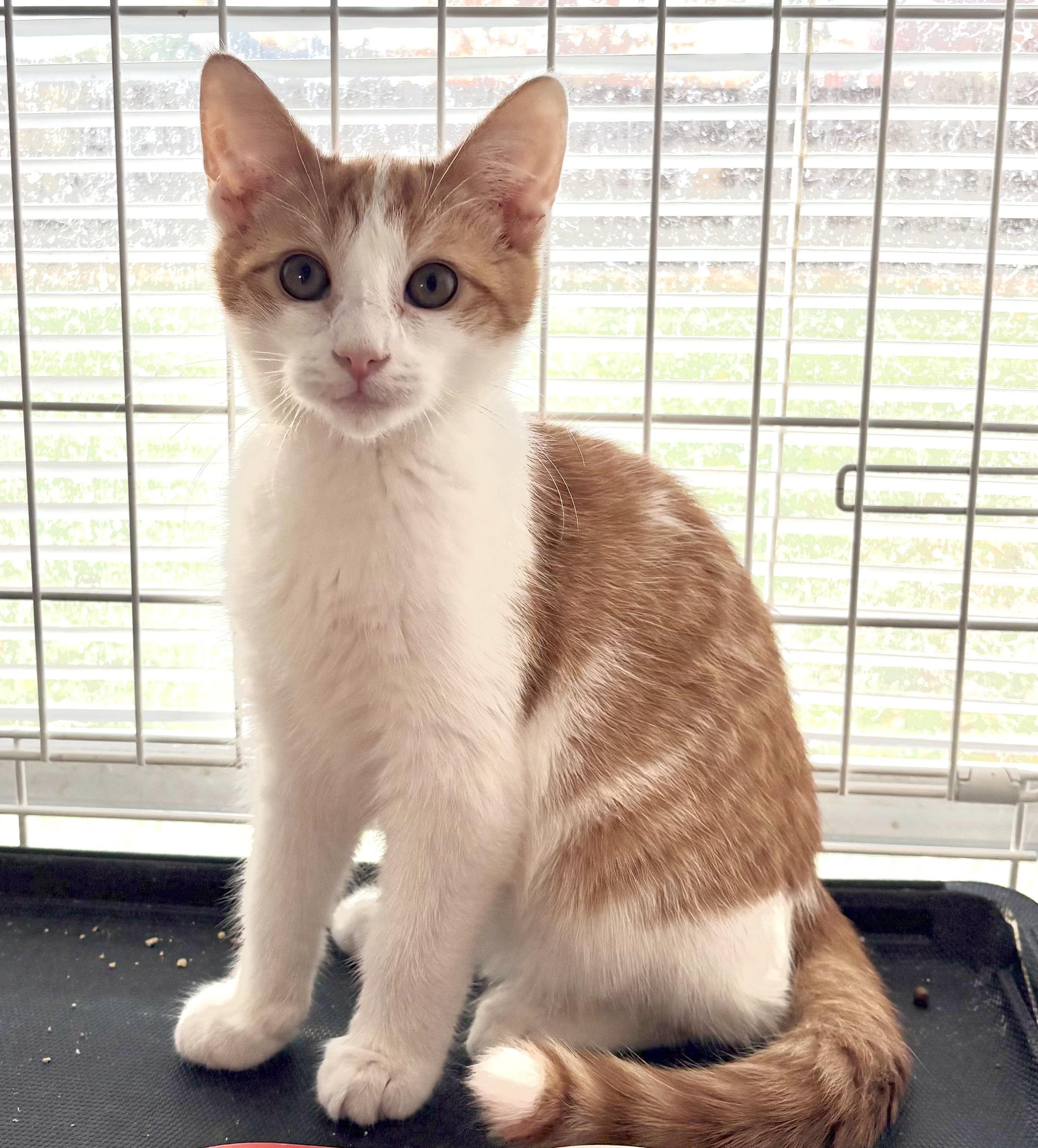 Enlarge Jorma, a ADOPTABLE Domestic Short Hair in Roslyn Heights, NY image 1/1