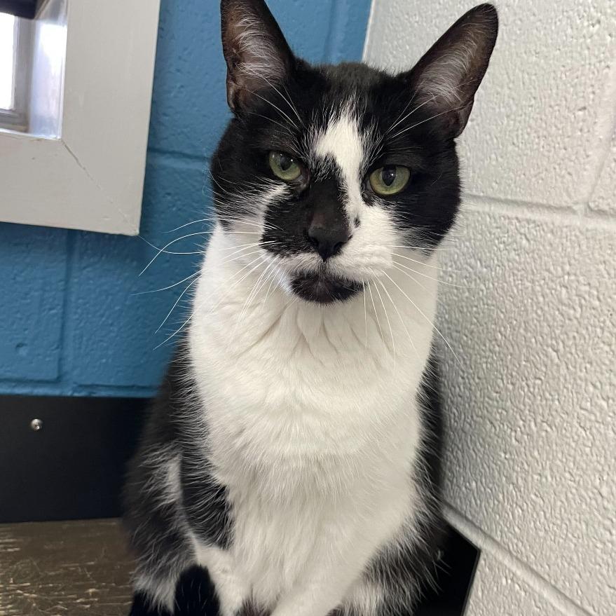 Death Star, Adoptable, Senior Male Domestic Short Hair.