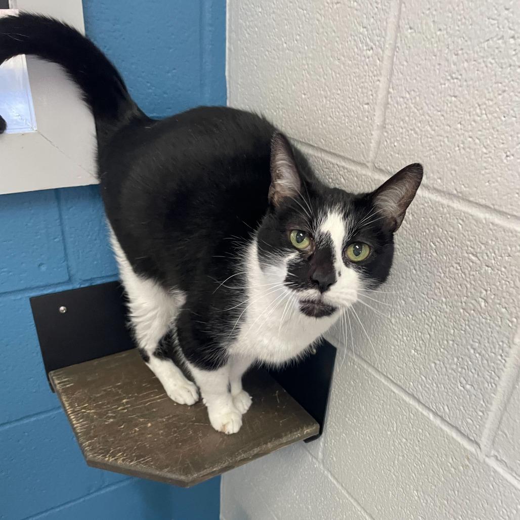 Enlarge Death Star, a Adoptable Domestic Short Hair in Carencro, LA image 2/4