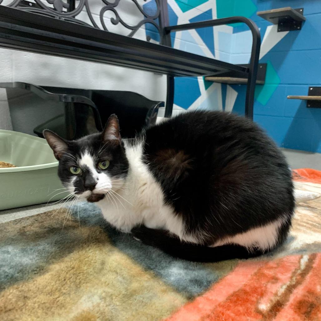 Enlarge Death Star, a Adoptable Domestic Short Hair in Carencro, LA image 3/4