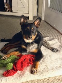 Finley, an adopted mixed breed in Manhasset, NY image 4/5