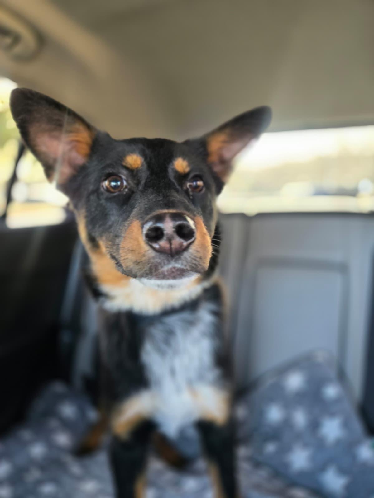 Finley, an adopted mixed breed in Manhasset, NY image 3/5