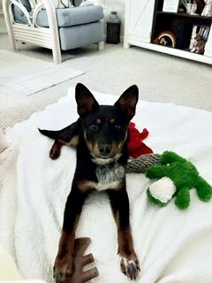 Finley, adopted, Young Male Australian Shepherd.