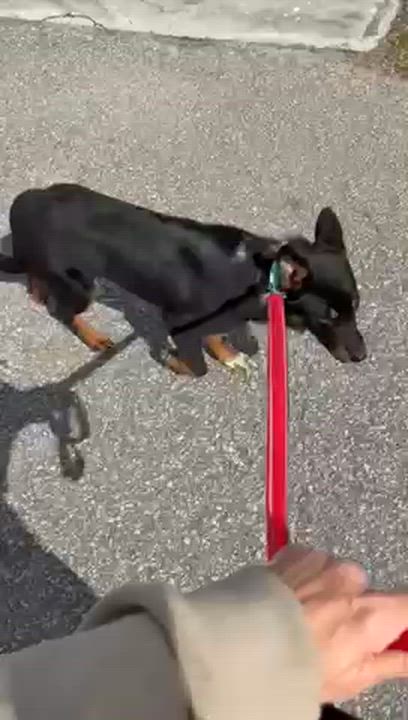 Enlarge Finley, an adopted mixed breed in Manhasset, NY video 2/5