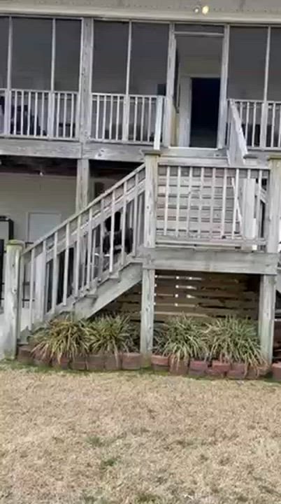 Enlarge Finley, an adopted mixed breed in Manhasset, NY video 5/5