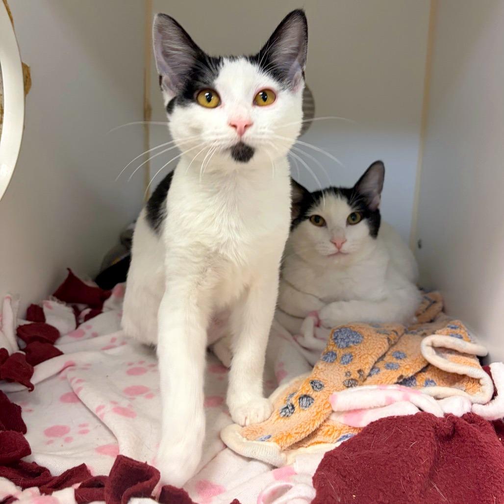 Enlarge Dotti, a Adoptable mixed breed in Woodinville, WA image 1/6