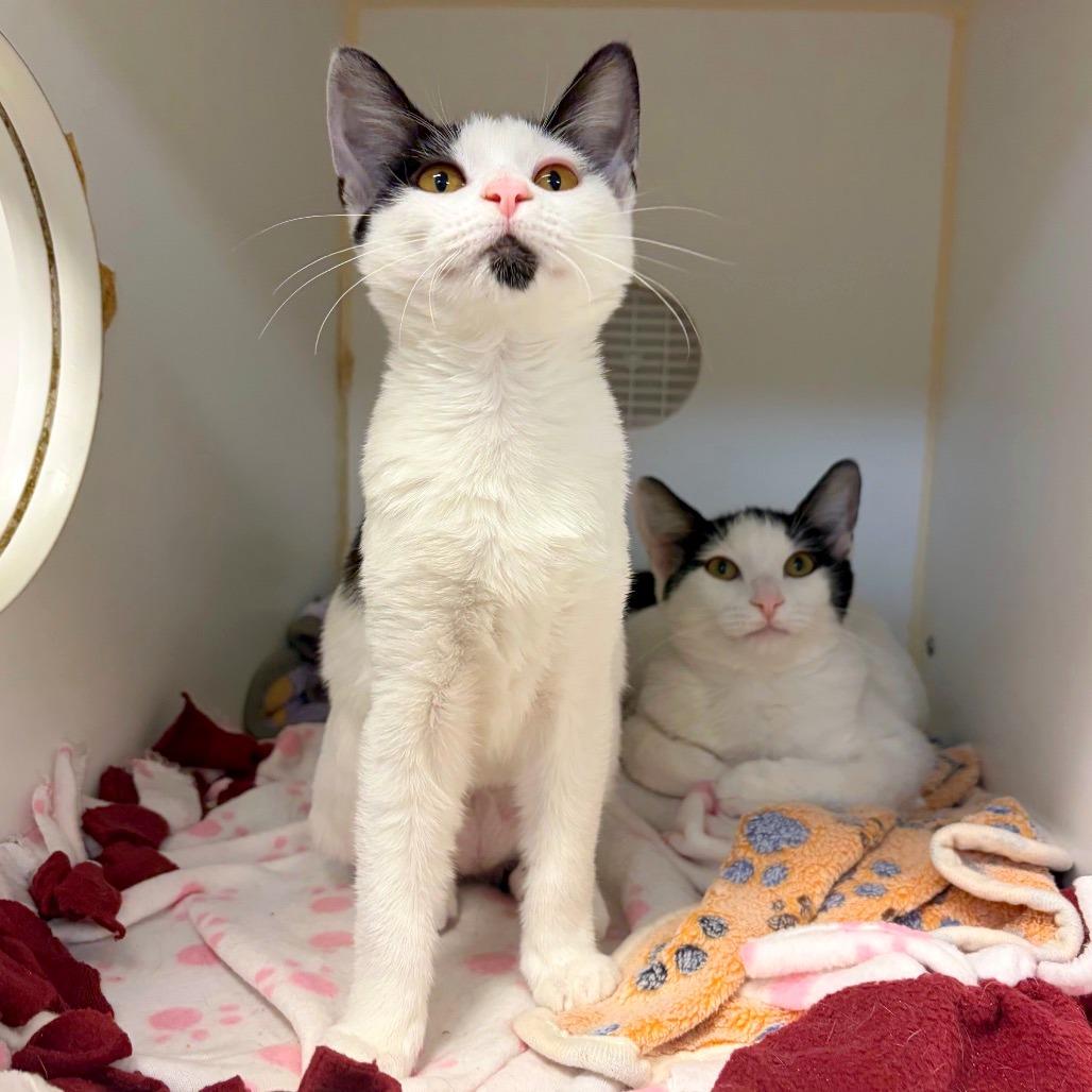 Enlarge Dotti, a Adoptable mixed breed in Woodinville, WA image 3/6
