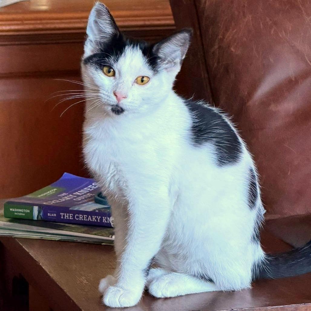 Enlarge Dotti, a Adoptable mixed breed in Woodinville, WA image 6/6