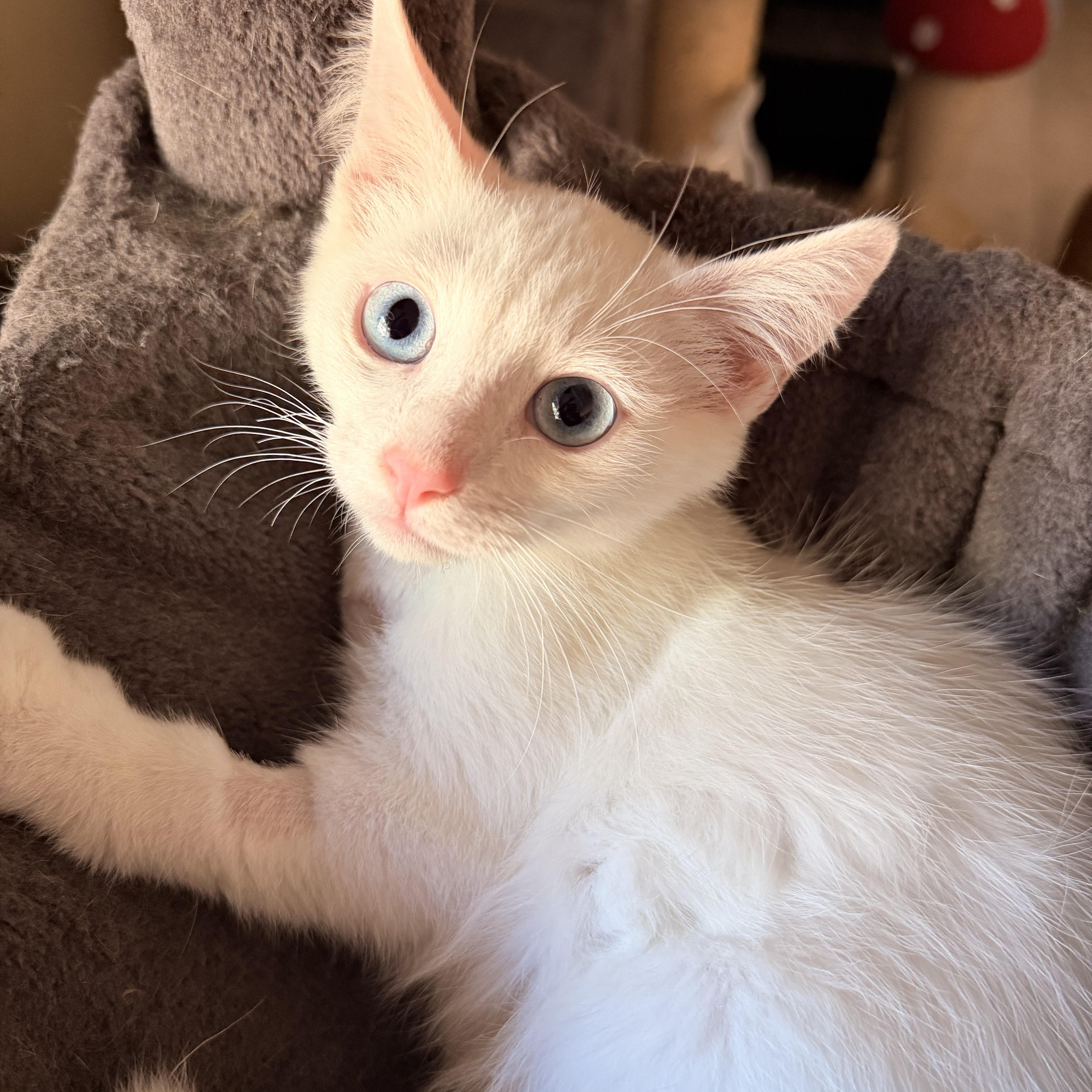 Snowcone, an adopted Domestic Short Hair in Davis, CA image 4/6