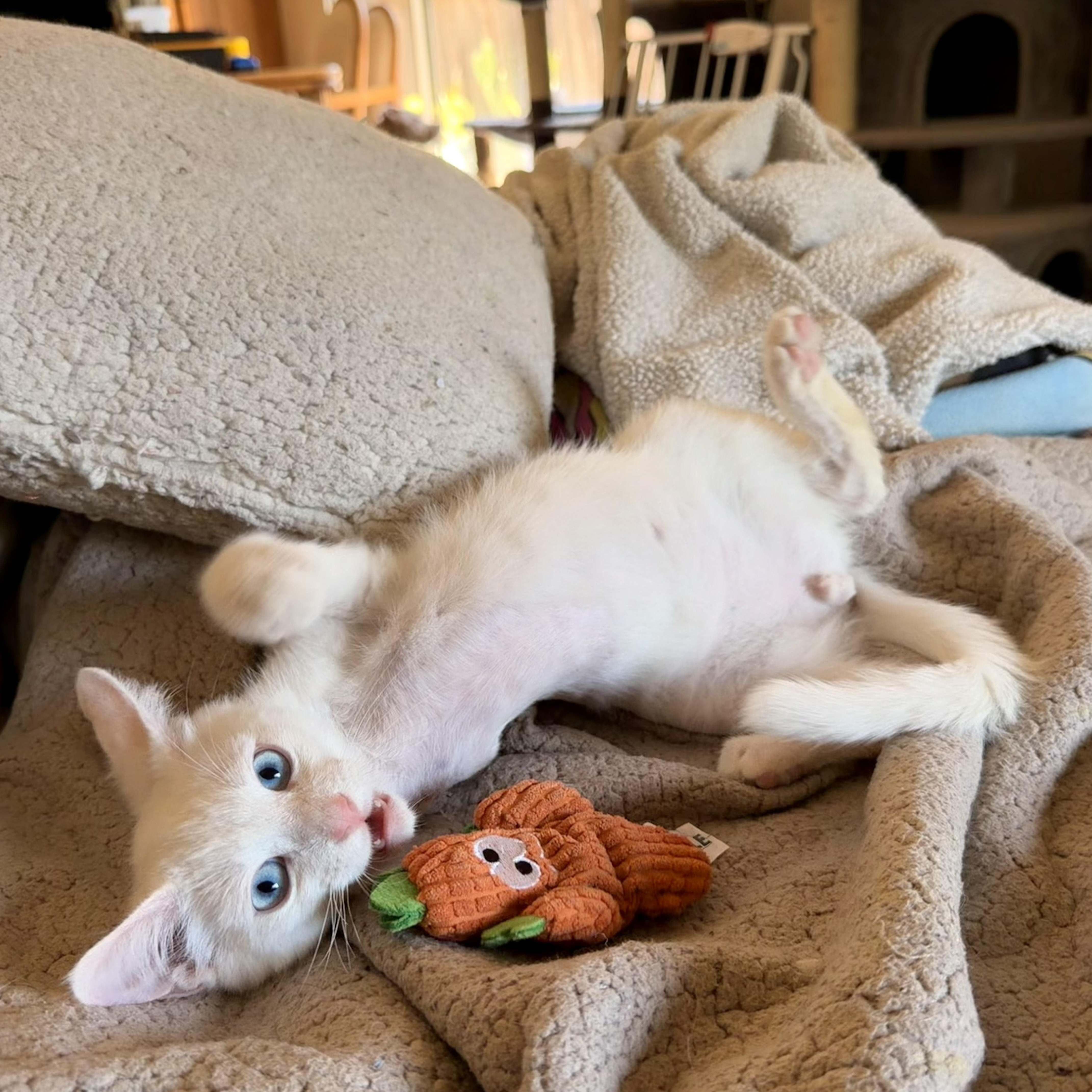 Snowcone, an adopted Domestic Short Hair in Davis, CA image 6/6