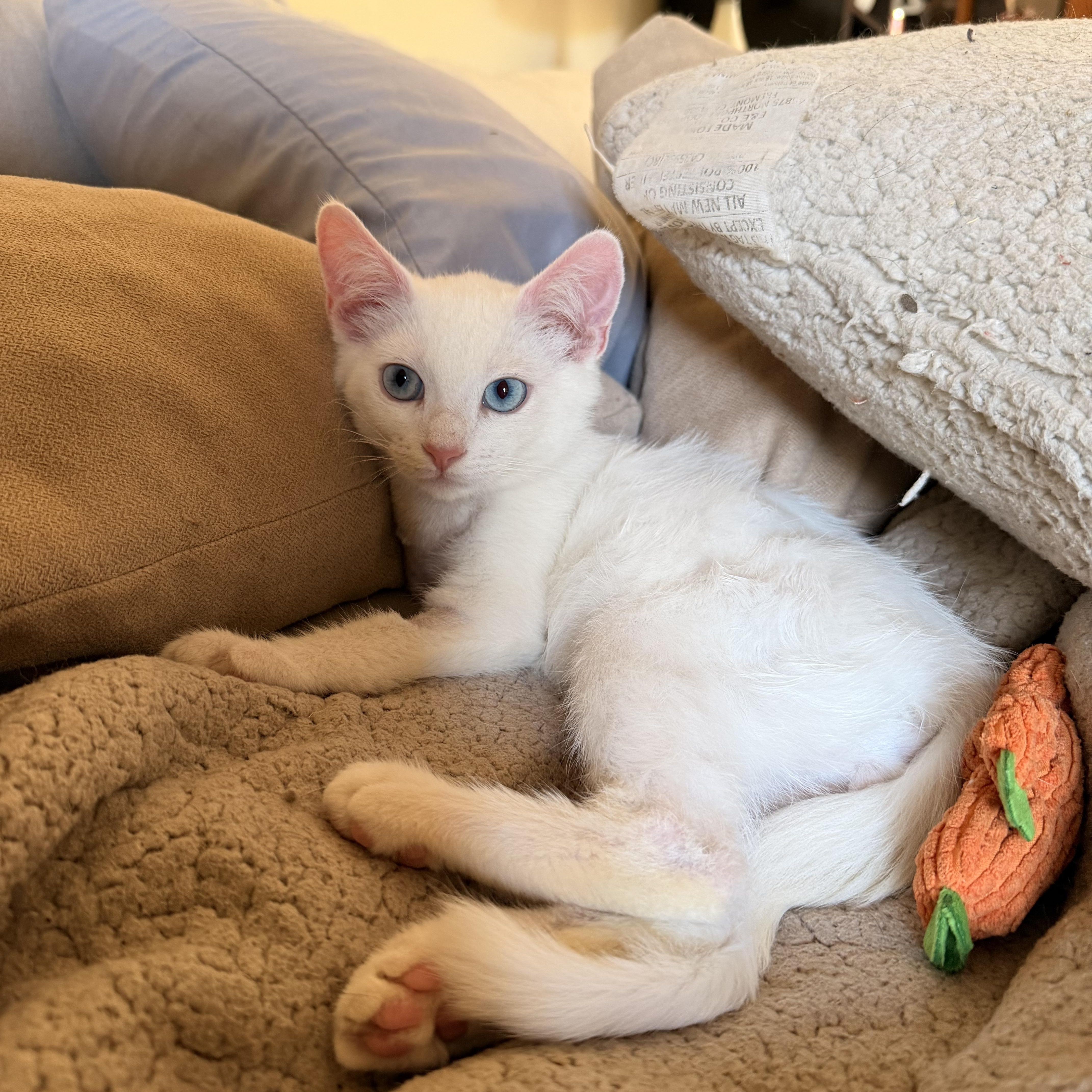 Snowcone, an adopted Domestic Short Hair in Davis, CA image 3/6