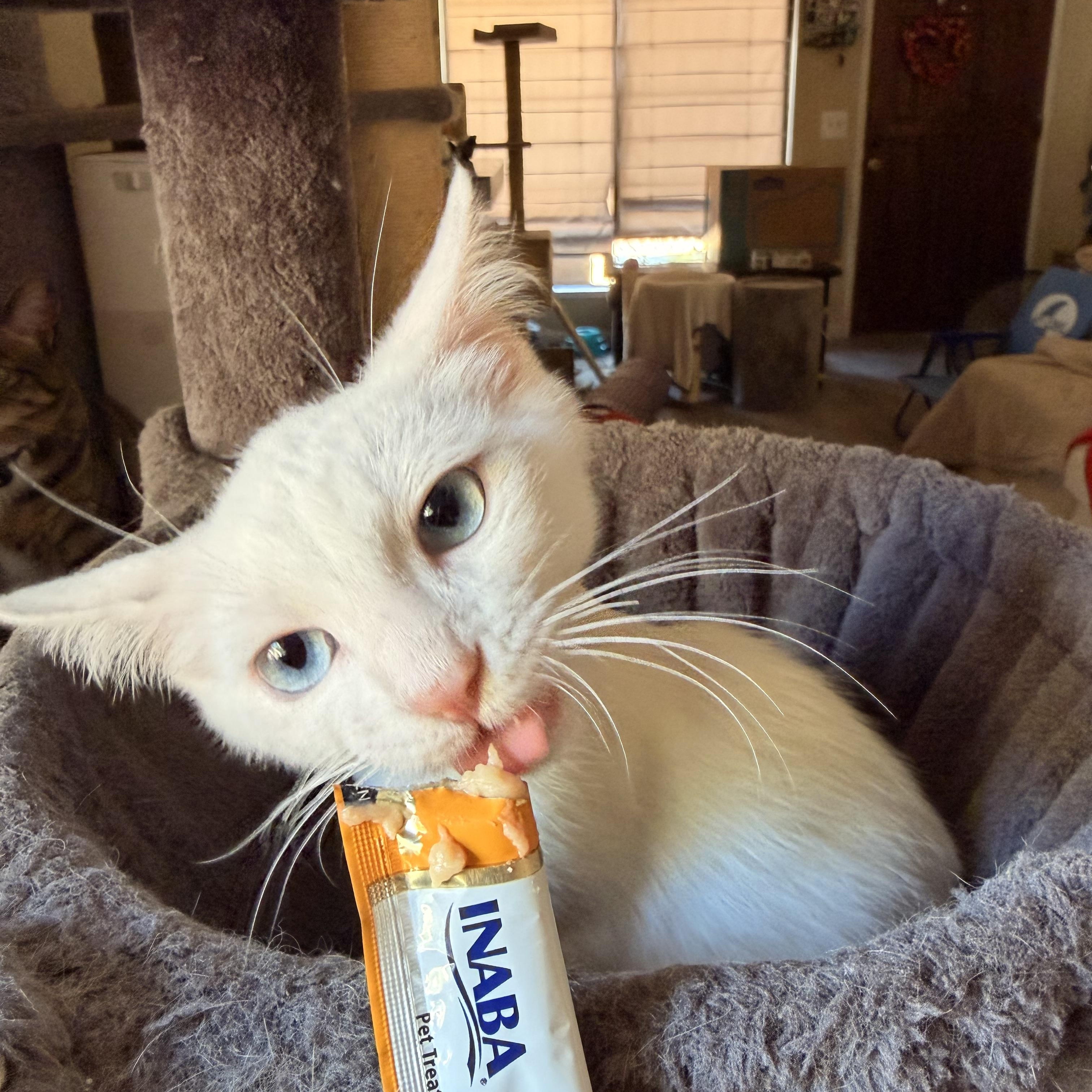 Snowcone, an adopted Domestic Short Hair in Davis, CA image 5/6