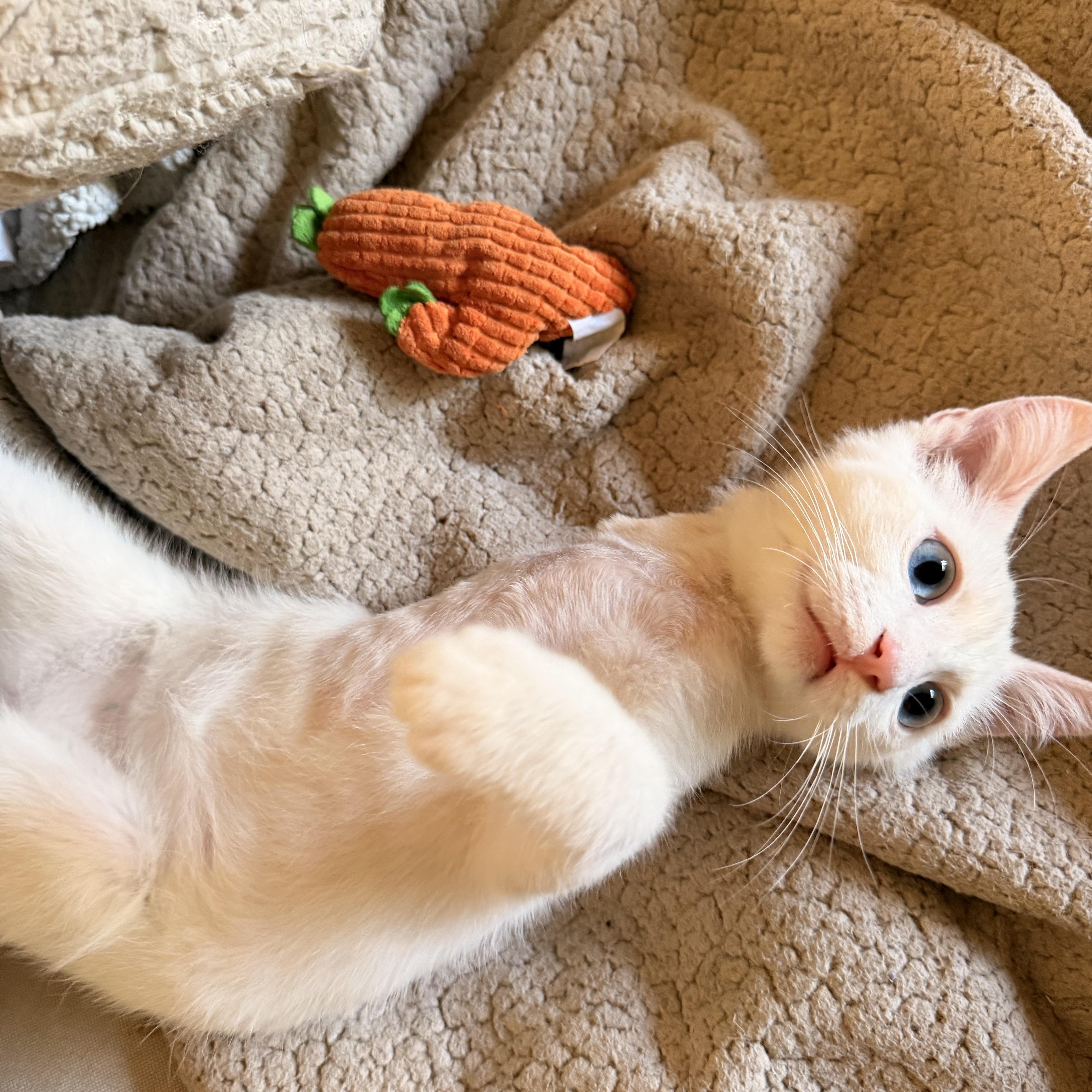 Snowcone, an adopted Domestic Short Hair in Davis, CA image 2/6