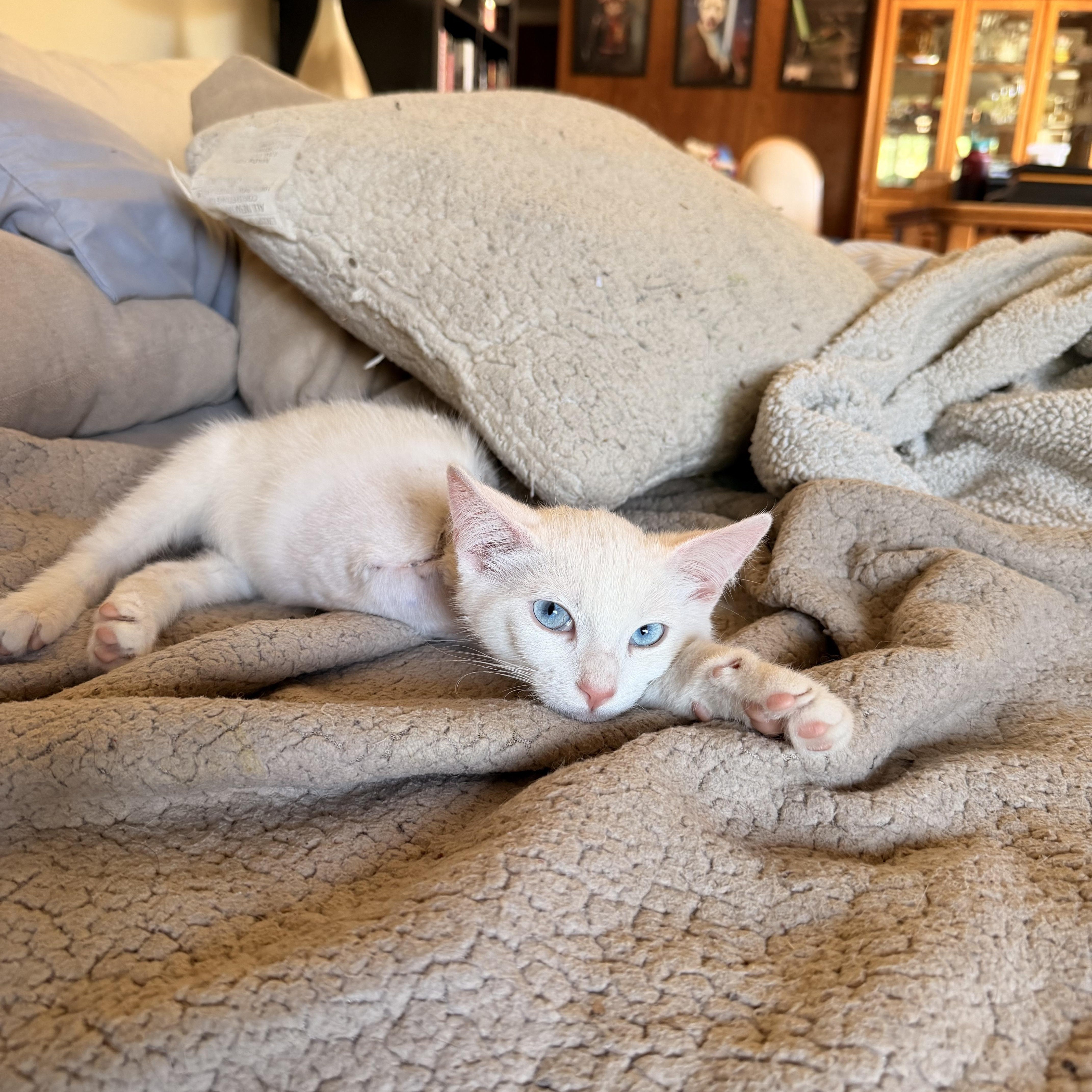 Snowcone, an adopted Domestic Short Hair in Davis, CA image 1/6
