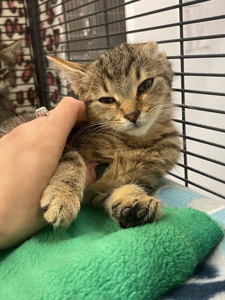 Stretch, Adoptable, Kitten Male Domestic Short Hair.