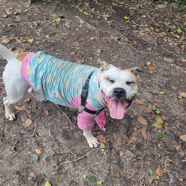 Enlarge Odis, a Adoptable Pit Bull Terrier in Hawthorne, CA image 1/6