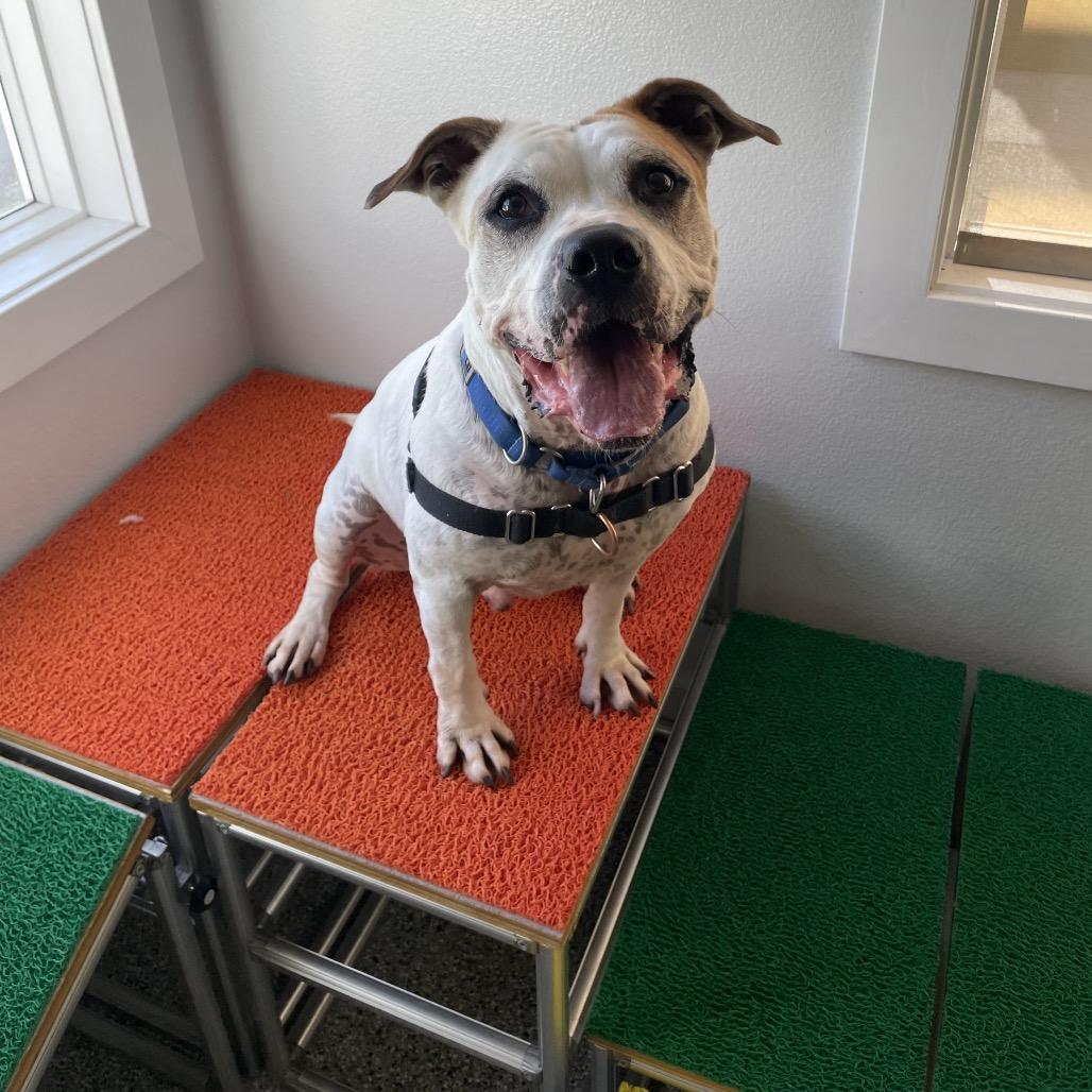 Enlarge Odis, a Adoptable Pit Bull Terrier in Hawthorne, CA image 5/6