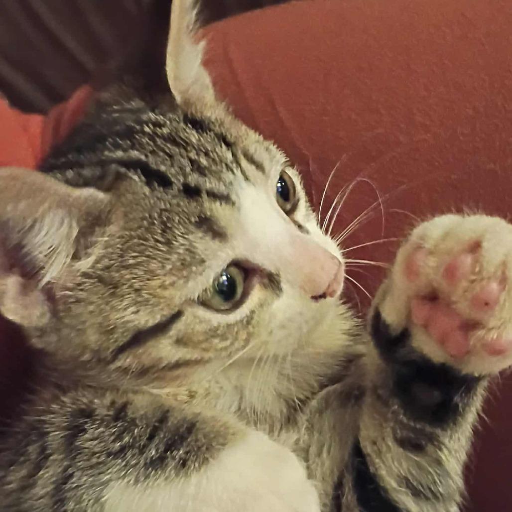 Dozer, Adoptable, Kitten Male Domestic Short Hair.