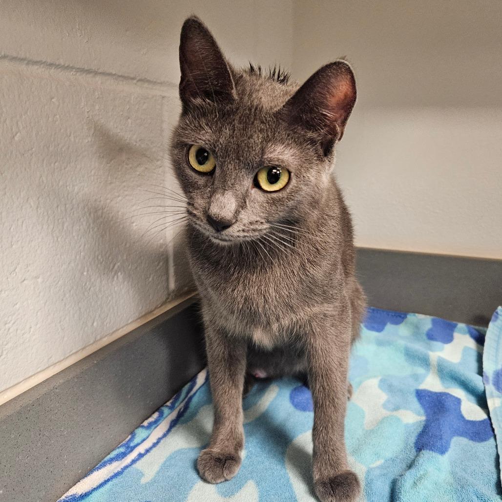 Daisy, Adoptable, Adult Female Domestic Short Hair.