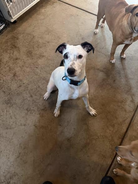 Enlarge Ronnie, a Adoptable mixed breed in Albion, NY image 1/5